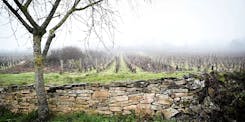 Burgundy vines in the fog